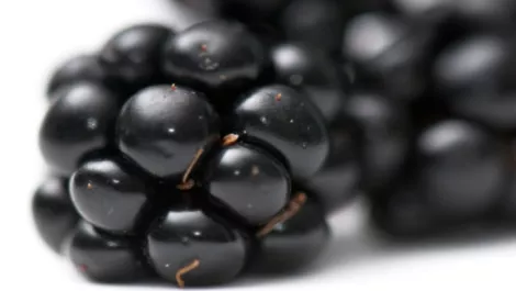Mayer bins BlackBerry for iPhone 5